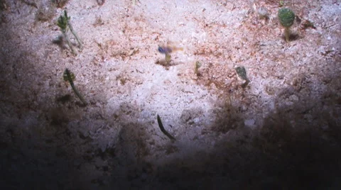 Blackfin Cardinalfish Видео 5802044