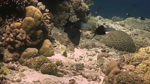 Blackfin Dartfish ptereleotris evides dancing water ballet, Bali Stock Footage 80665180