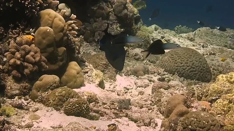 Blackfin Dartfish ptereleotris evides dancing water ballet, Bali Stock Footage 80665400