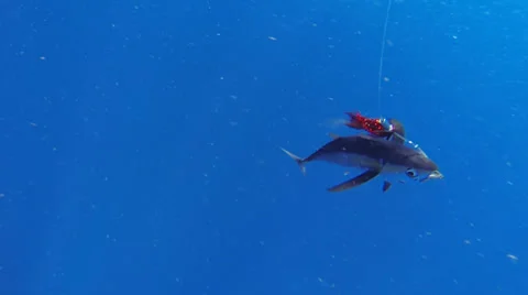 Blackfin Tuna Stock Footage 26392892