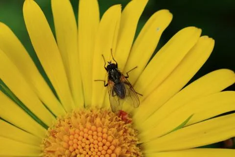 Blackfly on a daisy Stock Photos