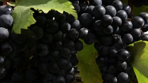 Blackgrapes close up Stock Footage 77051920
