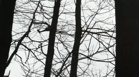 Blackhawk Helicopter Stock Footage 22323157