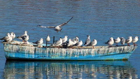 Blackhead Seagulls Stock Footage 331153017