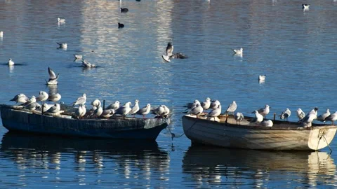 Blackhead Seagulls Видео 337460806