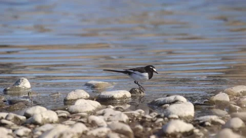 Blackhead wagtail bird Stock Footage 234248653