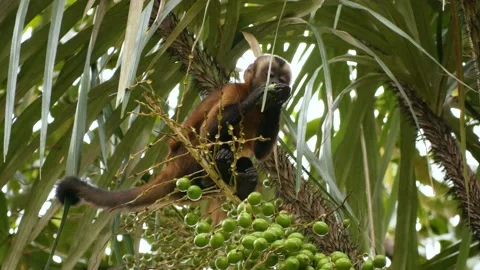 Blackheaded Capuchin Monkey of the amazon jungle, Sapajus apella, Cebus Stock Footage 133341018