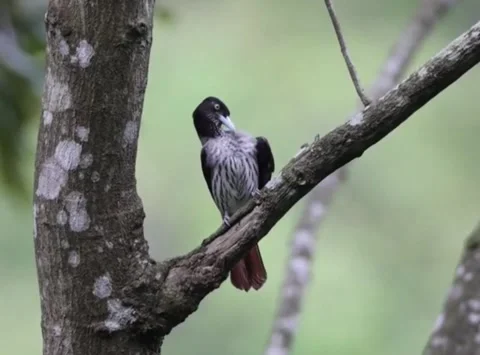 Blackheaded trogon perched on a tree branch in its natural habitat Vídeos de archivo 334824364
