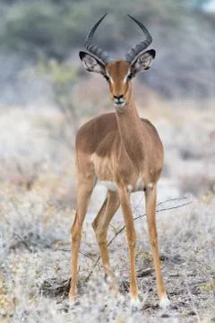 Blackheeled impala Stock Photos