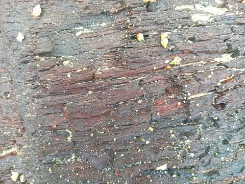 Blackish brown bark Stock Photos