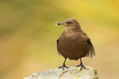Blackish cinclodes (Cinclodes antarcticus) perching on a stone Stock Photos