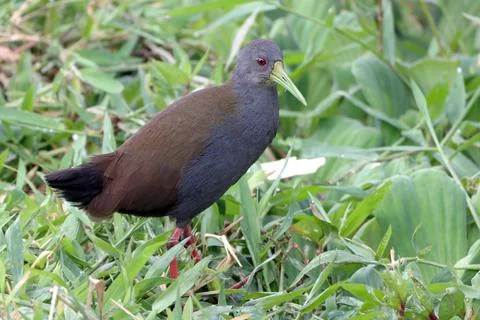 Blackish Rail (Pardirallus nigricans) perched on vegetation Stock Photos