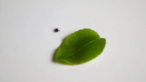 Blacklegged tick crawling away from a green leaf on a white background Video stock 339419268