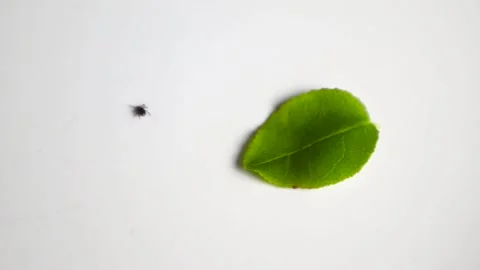 Blacklegged Tick Transmitting Lyme Disease Moving on a White Background Stock Footage 340850133
