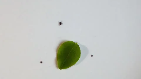 Blacklegged ticks transmitting Lyme disease crawling around leaf Stock Footage 340140302