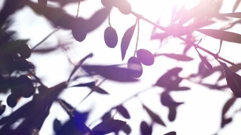 Blacklight of olive branches and olives Видео 233886877