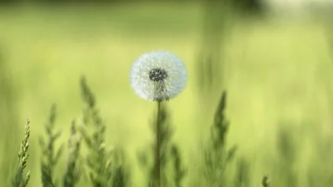 BlackmagicBlowball  Stock Footage 75690609