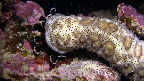 Blackmouth sea cucumber in the night Red sea Stock Footage