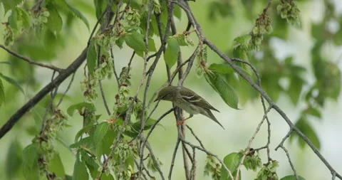 Blackpoll Warbler Female Foraging in Tree Branches in Spring in Slow Motion Stock Footage 247951925