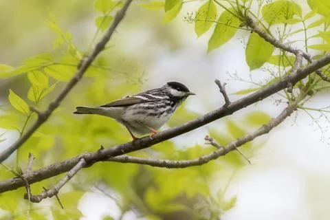 Blackpoll Warbler perching on tree branch closeup Stock Photos