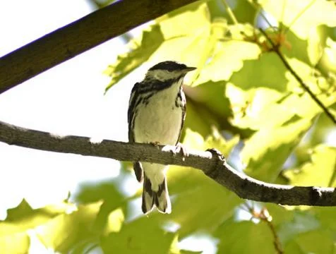 Blackpoll warbler Stock Photos