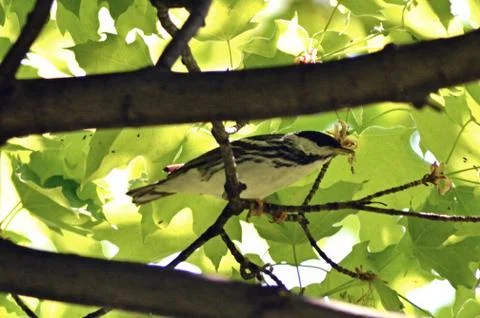 Blackpoll warbler2 Foto stock