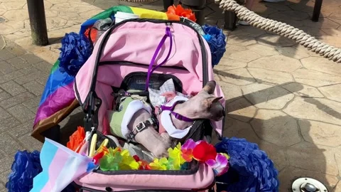 Blackpool, UK 08 June 2024: Sphynx cats at Summer rainbow Pride Stock Footage 277105346