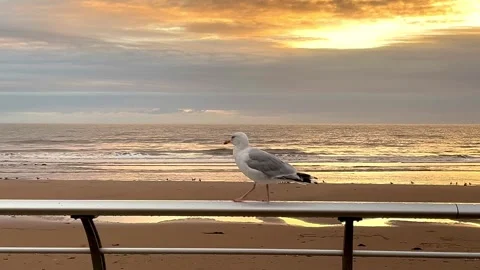 Blackpool, UK 2024 Aug 27: Ebb tide Shimmering Beach sunset Stock Footage 282860943