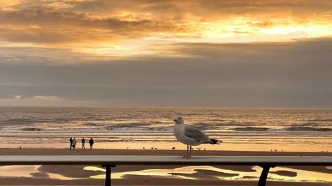 Blackpool, UK 2024 Aug 27: Ebb tide Shimmering Beach sunset Stock Footage 282860957