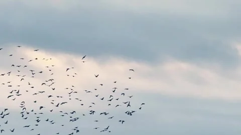 Blackpool, UK. 2024 Dec, 29; Starlings Stock Footage 297311623