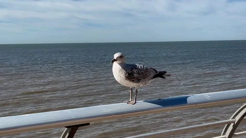 Blackpool UK; 2025 April 01. Herring Gull chick perched on railings Stock Footage 305567916