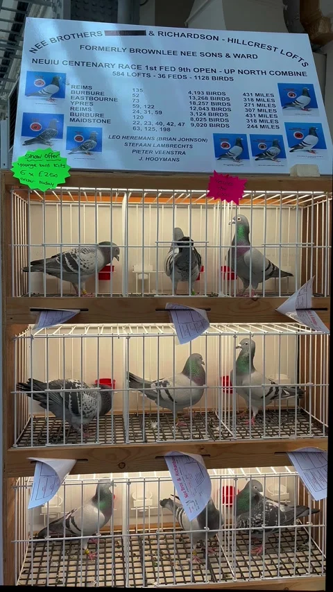 Blackpool, UK. 2025 Jan 18: Royal Pigeon Racing Show Stock Footage 298585448