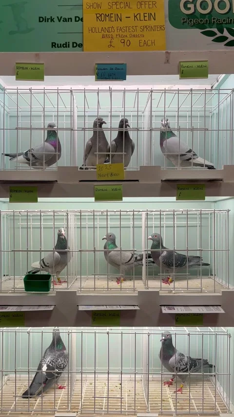 Blackpool, UK. 2025 Jan 18: Winter Gardens Royal Pigeon Racing Show Stock Footage 298586003