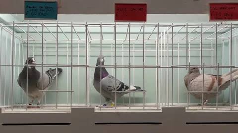 Blackpool, UK. 2025 Jan 18: Winter Gardens Royal Pigeon Racing Show Stock Footage 298586041