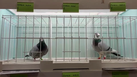 Blackpool, UK. 2025 Jan 18: Homers at the Winter Gardens Pigeon Racing Show Stock Footage 298877890