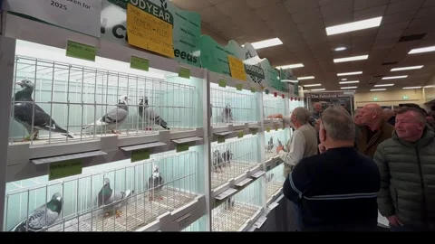 Blackpool, UK. 2025 Jan 18: Homers at the Winter Gardens Pigeon Racing Show Stock Footage 298877902