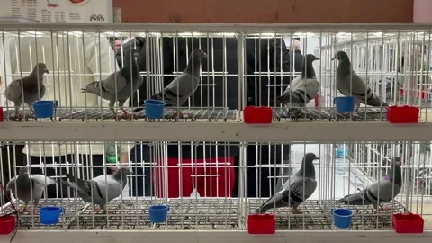 Blackpool, UK. 2025 Jan 18: Homers at the Winter Gardens Pigeon Racing Show Stock Footage 298877931