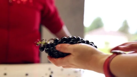 The Blacks grapes in hands for selection Stock Footage 74467109