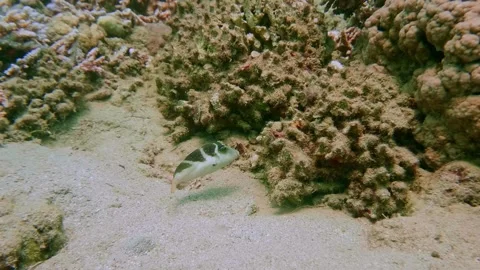 Blacksaddle Filefish or Blacksaddle Toby in Vibrant Coral Reef Stock Footage 311939403