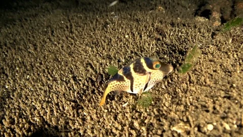 Blacksaddle toby (Canthigaster valentini) in the night on the sand Video stock 89967732