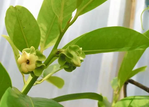 Blacksapote flower Stock Photos