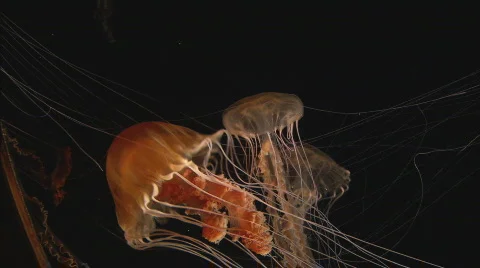 BlackSeaNettleJelly Stock Footage 489189