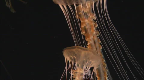 BlackSeaNettleJelly2 Stock Footage 489237
