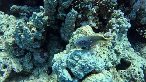 Blackside Hawkfish Stock Footage 280244297