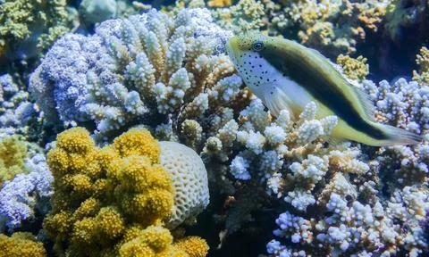 Blackside hawkfish lying on blue corals in the red sea marsa alam Foto stock