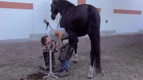 Blacksmid at work an the backfeet of the horse. Stock Footage 68749729
