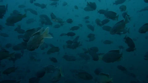 Blacksmith fish swimming Stock Footage 108703232