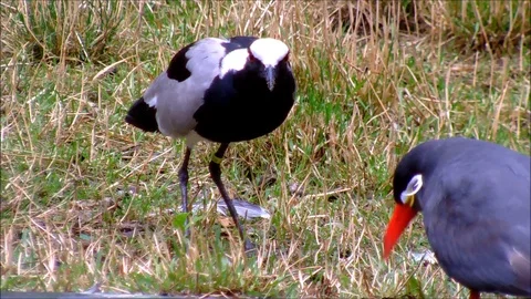 A Blacksmith Lapwing and an Inca Tern in grass Stock Footage 91375866