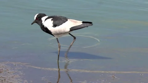 Blacksmith Lapwing Bird Walking In Shallow Water Searching For Food Stock Footage 336227577