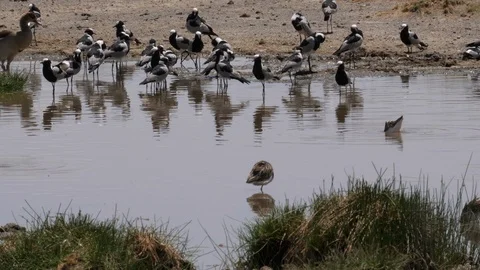 Blacksmith lapwing birds  on the shore Stock Footage 125513417